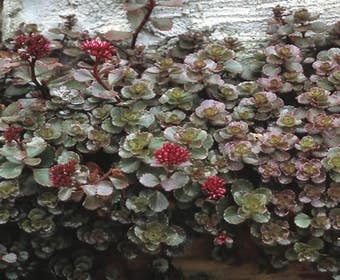 Fetthenne (Sedum spurium 'Fuldaglut')