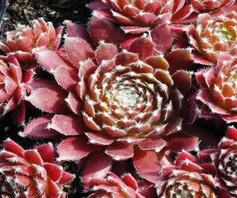Hauswurz (Sempervivum 'Silberkarneol')
