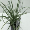 Blaugras (Sesleria heufleriana)