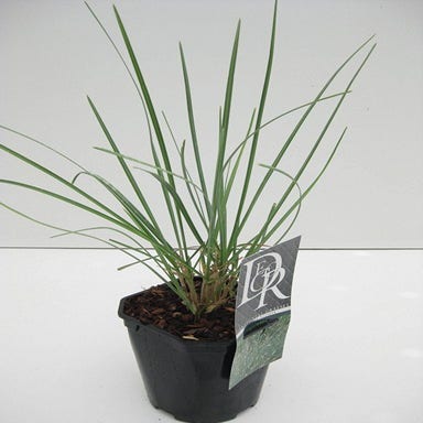 Blauwgras (Sesleria 'Nitida')