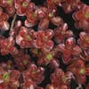Fetthenne (Sedum spurium 'Schorbuser Blut')