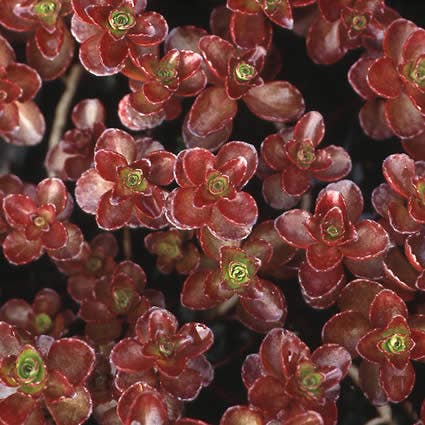 Fetthenne (Sedum spurium 'Schorbuser Blut')