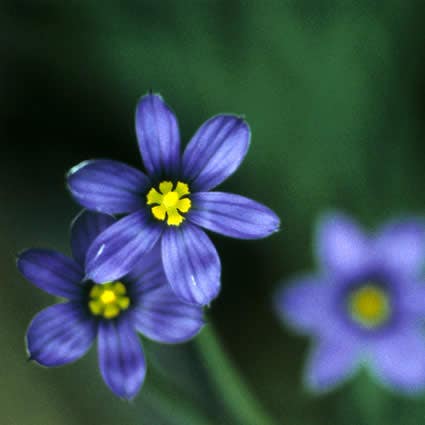 Blaue Augengras/Binsenlilie (Sisyrinchium angustifolium)