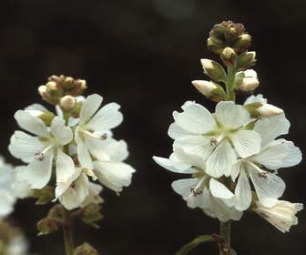 Prärie-Malve (Sidalcea candida)