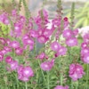 Griechische Malve (Sidalcea 'Partygirl')