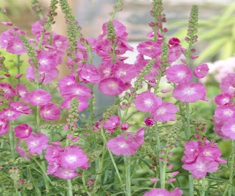 Griechische Malve (Sidalcea 'Partygirl')