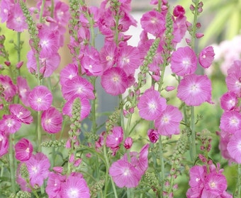 Griechische Malve (Sidalcea 'Partygirl')