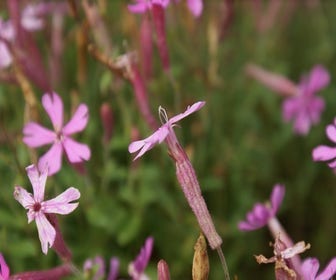 Leimkraut (Silene schafta)