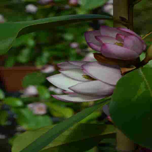 Sinocalycanthus chinensis