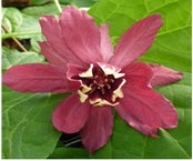 Gewürzstrauch (Sinocalycanthus chinensis 'Hartlage Wine')