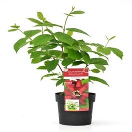 Gewürzstrauch (Sinocalycanthus chinensis 'Hartlage Wine')