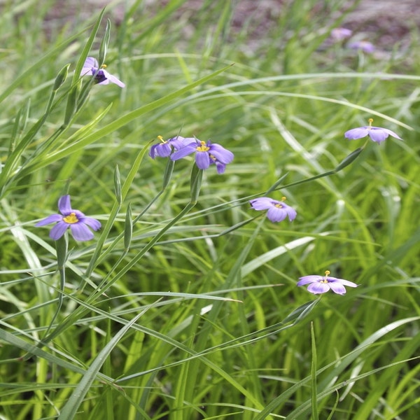 Binsenlilie/Blauaugengras (Sisyrinchium bellum)