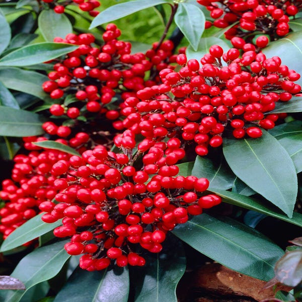 Skimmia reevesiana
