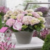 Hortensia Zartrosa Salsa (Hydrangea 'Music Collection')