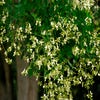 Großer Honigbaum (Sophora japonica 'Regent')