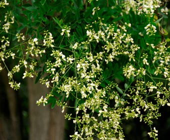 Großer Honigbaum (Sophora japonica 'Regent')