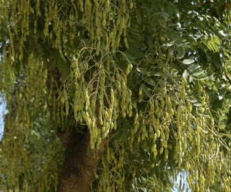 Japanischer Pagodenbaum (Sophora japonica)