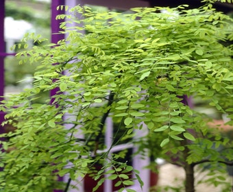 Honigbaum (Sophora japonica 'Pendula')