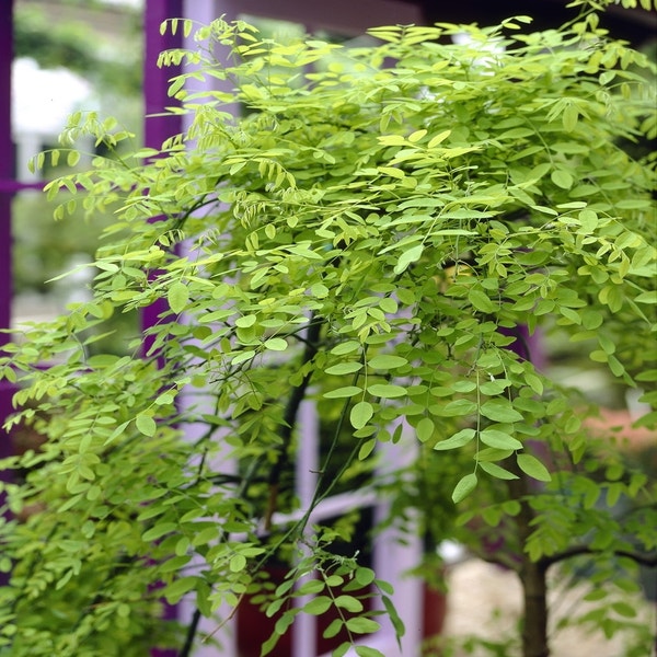 Honigbaum (Sophora japonica 'Pendula')