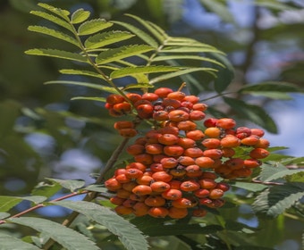 Gewöhnliche Eberesche (Sorbus aucuparia)
