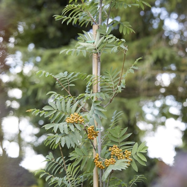 Eberesche (Sorbus aucuparia 'Edulis')