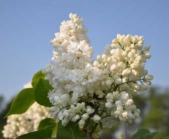 Flieder (Syringa vulgaris 'Souvenir d'Alice Harding')