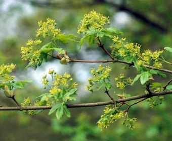 Spanischer Ahorn als Spalierbaum (Acer campestre)