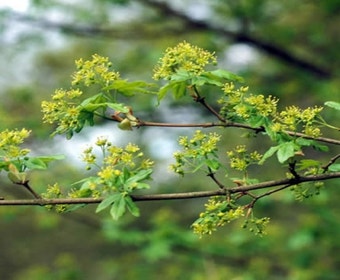 Spanische Ahorn als Dachbaum (Acer campestre)