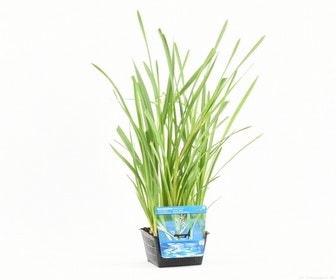 Große Teichrose (Sparganium erectum)