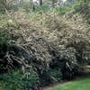 Spierstrauch (Spiraea cinerea 'Grefsheim')