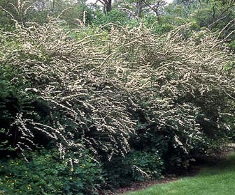 Spierstrauch (Spiraea cinerea 'Grefsheim')