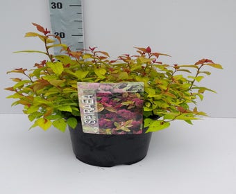 Spiräe (Spiraea japonica 'Goldflame')