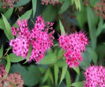 Spierstrauch (Spiraea japonica 'Anthony Waterer')