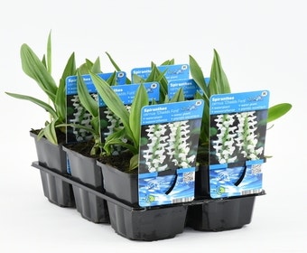 Herbst-Schraubenorchidee (Spiranthes cernua 'Chadd's Ford')