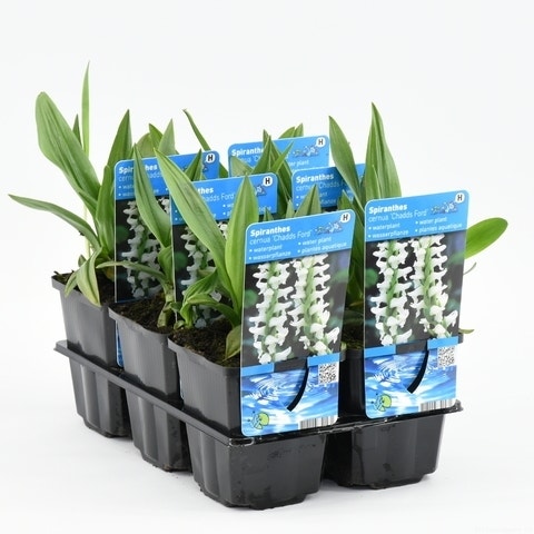 Herbst-Schraubenorchidee (Spiranthes cernua 'Chadd's Ford')