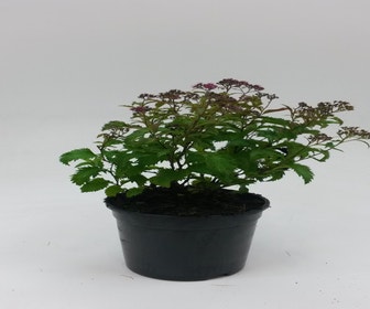 Spierstrauch (Spiraea japonica 'crispa')