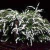 Spierstrauch (Spiraea nipponica 'Snowmound')