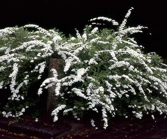 Spierstrauch (Spiraea nipponica 'Snowmound')