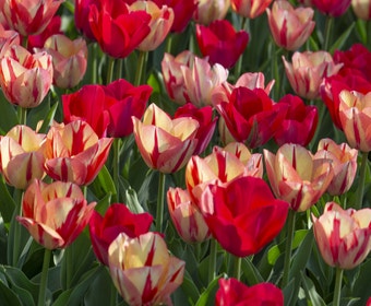 Tulpe (Tulipa Spryng Break Mix)