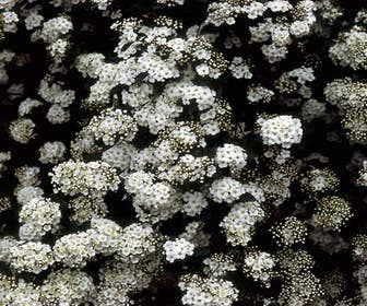 Spierstrauch (Spiraea vanhouttei)