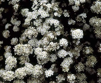 Spierstrauch (Spiraea vanhouttei)