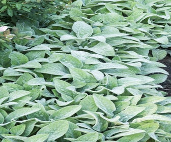 Eselsohr / Andorn (Stachys byzantina 'Big Ears')