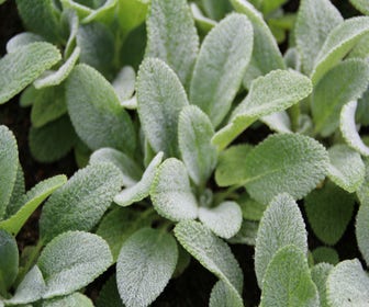 Eselsohr / Andorn (Stachys byzantina)