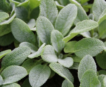 Eselsohr / Andorn (Stachys byzantina)