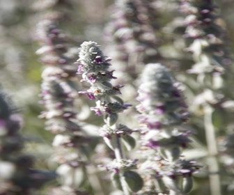 Eselsohr / Andorn  (Stachys byzantina 'Silver Carpet')