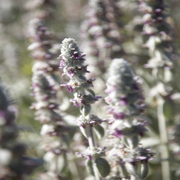 Eselsohr / Andorn  (Stachys byzantina 'Silver Carpet')