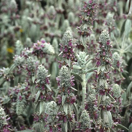 Ezelsoor (Stachys byzantina)