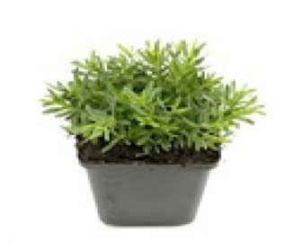 Steinanjer  (Dianthus deltoides 'Albiflorus')