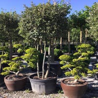 Steineiche mehrstmmig (Quercus ilex)