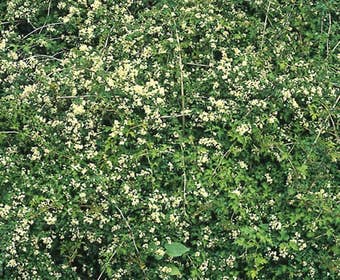 Kranzspiere (Stephanandra incisa 'Crispa')